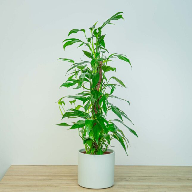Epipremnum pinnatum baltic blue na paliku Epipremnum pinnatum baltic blue na paliku