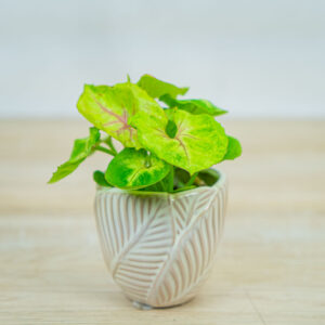 syngonium-mango-allusion-baby