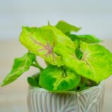 syngonium-mango-allusion-baby