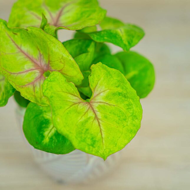 syngonium-mango-allusion-baby syngonium-mango-allusion-baby