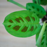 maranta-leuconeura-kerchoveana