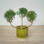 mirt-zwyczajny-myrtus-communis
