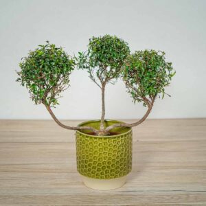 mirt-zwyczajny-myrtus-communis