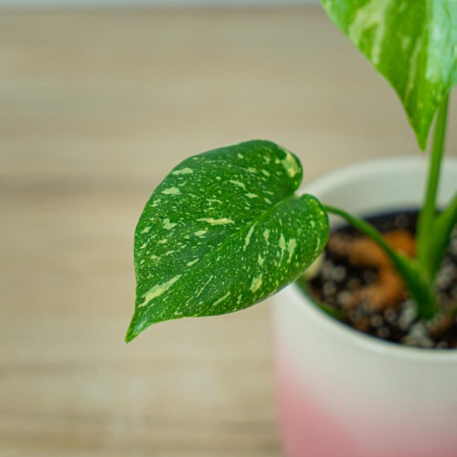 monstera-deliciosa-thai-constellation (3) monstera-deliciosa-thai-constellation