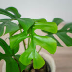 monstera-minima-little-sister