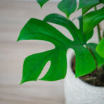 monstera-minima-little-sister