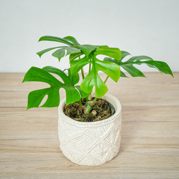 monstera-minima-little-sister monstera-minima-little-sister