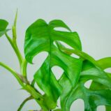 monstera-minima-rhaphidophora-tetrasperma