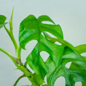 monstera-minima-rhaphidophora-tetrasperma