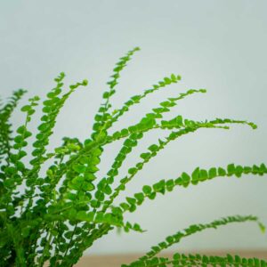 paproc-duffy-nephrolepis-cordifolia