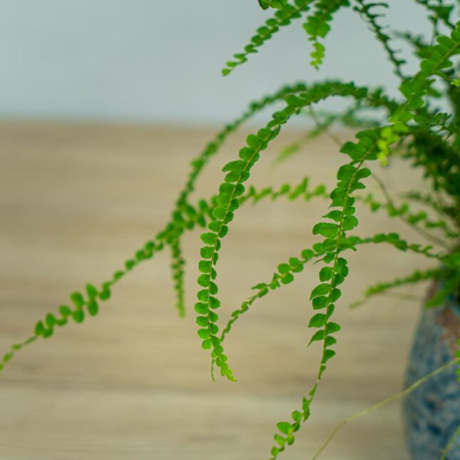paproc-duffy-nephrolepis-cordifolia (3) paproc-duffy-nephrolepis-cordifolia