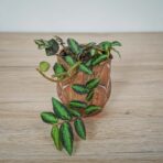 pellionia-repens-begonia-arbuzowa