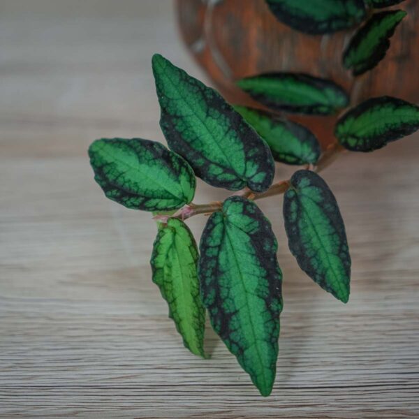 pellionia-repens-begonia-arbuzowa (2) pellionia-repens-begonia-arbuzowa