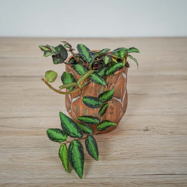 pellionia-repens-begonia-arbuzowa pellionia-repens-begonia-arbuzowa