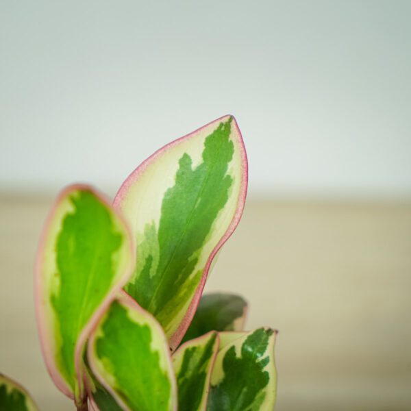 peperomia-obtusifolia-ginny (2) peperomia-obtusifolia-ginny
