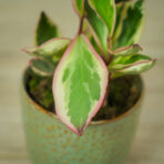 peperomia-obtusifolia-ginny