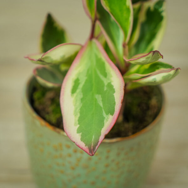 peperomia-obtusifolia-ginny (3) peperomia-obtusifolia-ginny