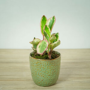 peperomia-obtusifolia-ginny