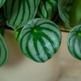 peperomia-watermelon-argyreia