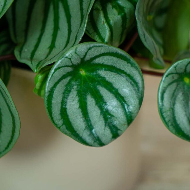 peperomia-watermelon-argyreia (2) peperomia-watermelon-argyreia