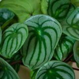 peperomia-watermelon-argyreia