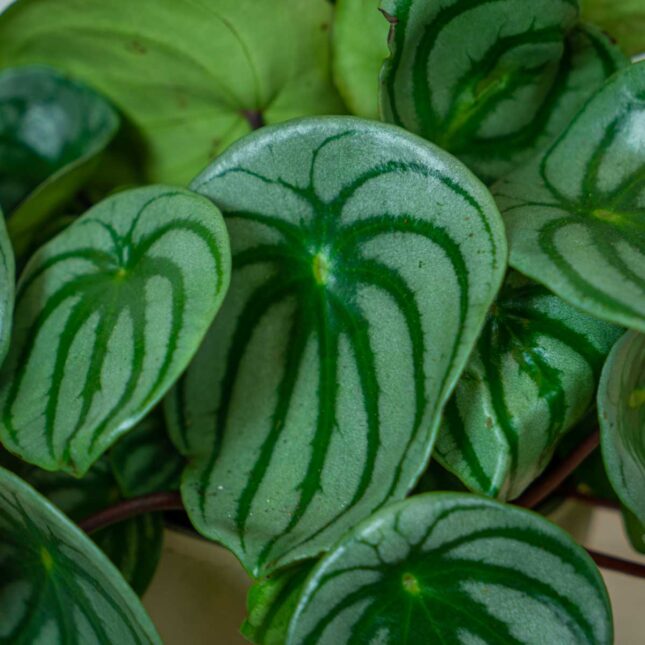 peperomia-watermelon-argyreia (3) peperomia-watermelon-argyreia