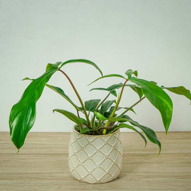 philodendron-69686 philodendron-69686