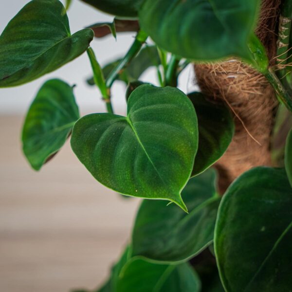philodendron-lupinum-sadzonka (2) philodendron-lupinum