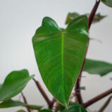 philodendron-mandaianum