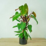 philodendron-mandaianum-na-podporze