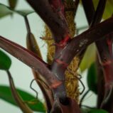 philodendron-mandaianum-na-podporze