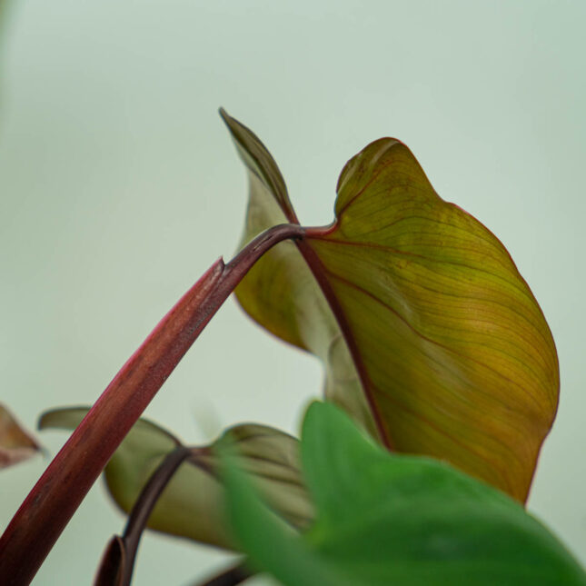 philodendron-mandaianum-na-podporze (3) philodendron-mandaianum-na-podporze