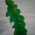 philodendron-narrow