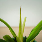 philodendron-narrow