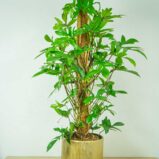 philodendron-pedatum-na-paliku-gigant