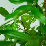 philodendron-pedatum-na-paliku-gigant