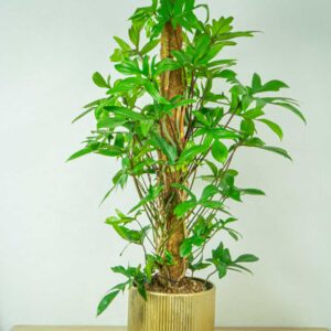 philodendron-pedatum-na-paliku-gigant
