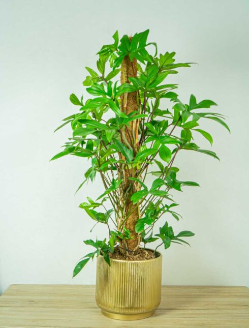philodendron-pedatum-na-paliku-gigant philodendron-pedatum-na-paliku-gigant