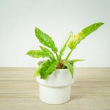 philodendron-ring-of-fire