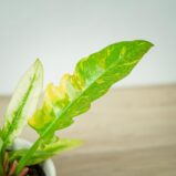 philodendron-ring-of-fire