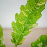philodendron-ring-of-fire