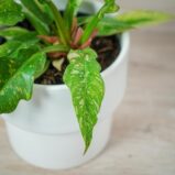 philodendron-ring-of-fire