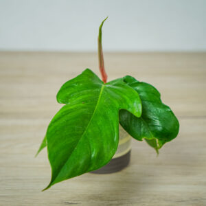 philodendron-squamiferum-baby