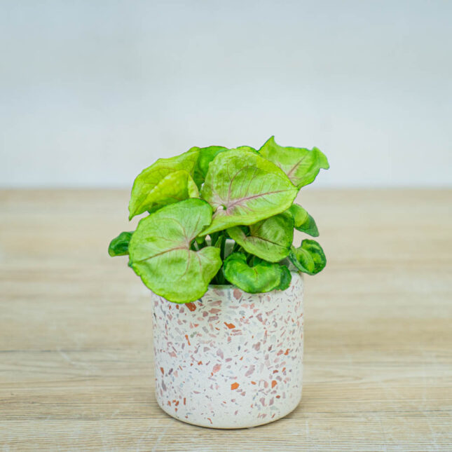 syngonium-roxsanne-baby