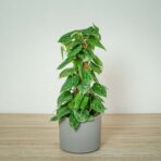 scindapsus-pictus-silvery-ann-na-paliku