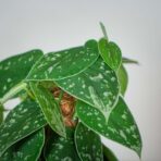 scindapsus-pictus-silvery-ann-na-paliku