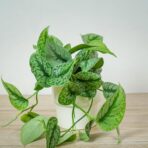 scindapsus-pictus-trebie