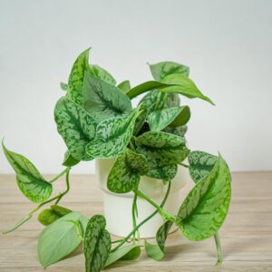 scindapsus-pictus-trebie