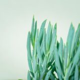 senecio-aquarine-mount-everest (3)