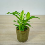 skrzydlokwiat-spathiphyllum-baby